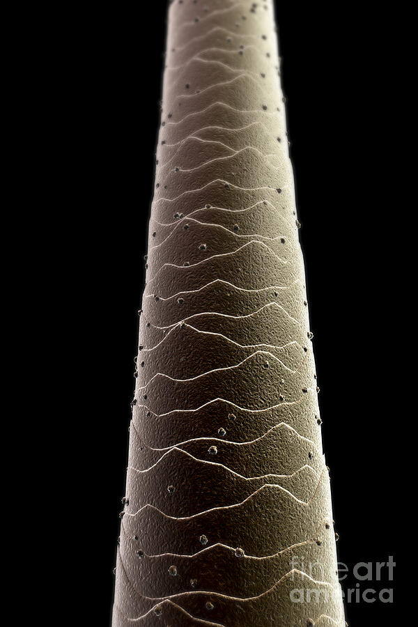Hair Structure #2 Photograph by Science Picture Co