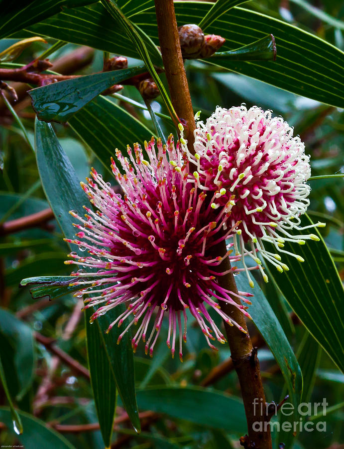 Hakia Flowers Photograph by Alexander Whadcoat