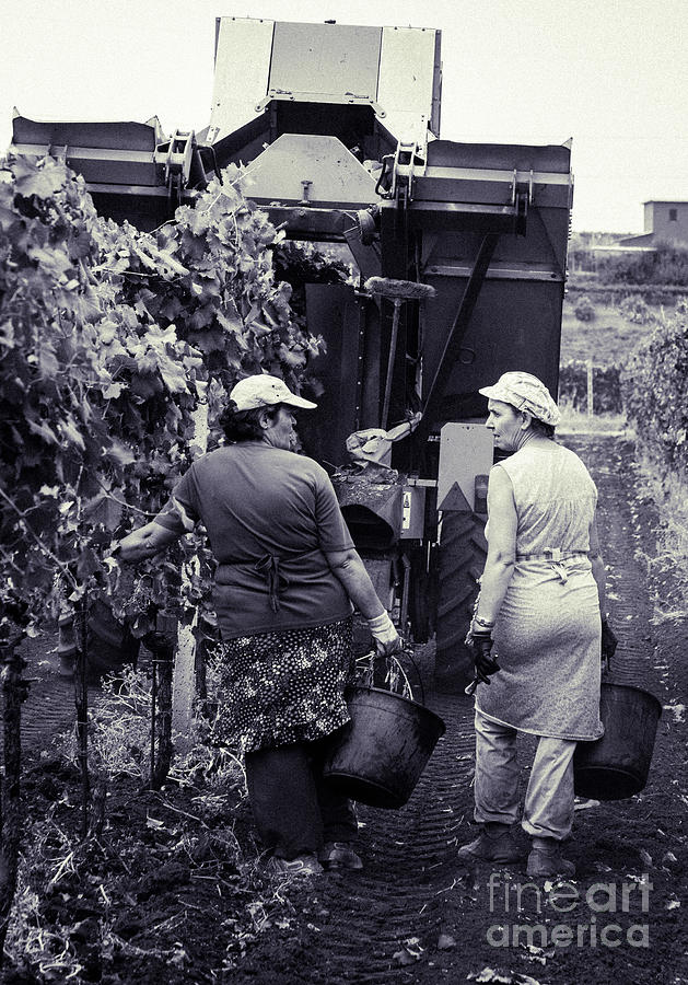 Hand Pickers Following The Mechanical Harvester Harvesting Wine  #3 Photograph by Peter Noyce