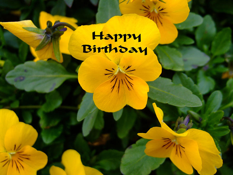 Happy Birthday Card Photograph by Bob Sample - Fine Art America