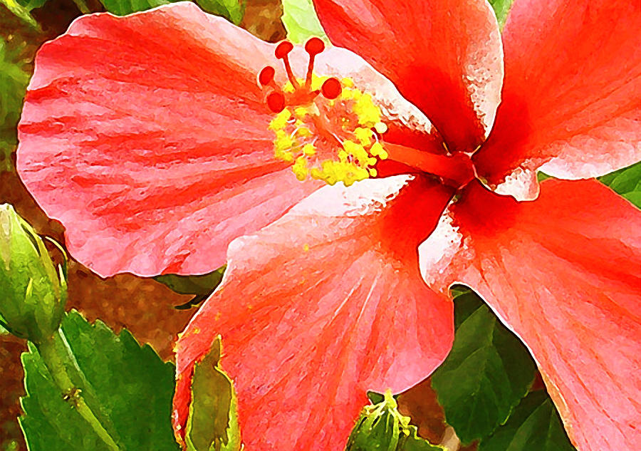 Flower Photograph - Happy Hibiscus by James Temple