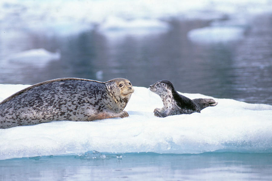 Harbor Seal Mother And Pup #2 Photograph by F. Stuart Westmorland