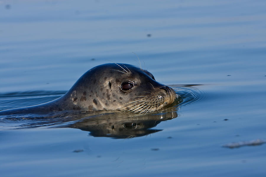 Harbor Seal #2 Photograph by Richard Hansen