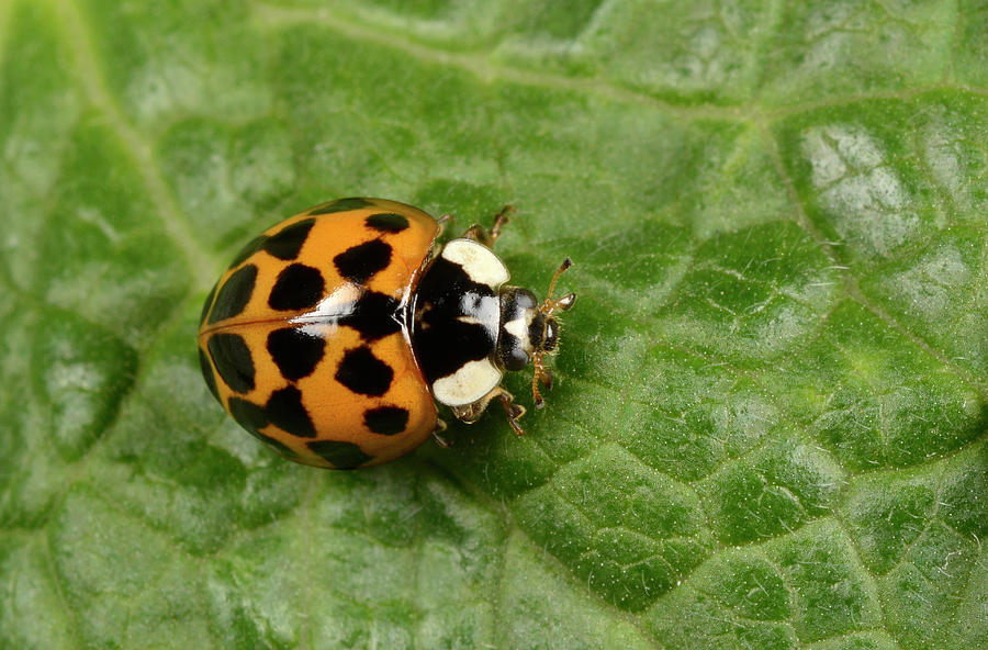 Harlequin Ladybird Photograph by Nigel Downer/science Photo Library ...