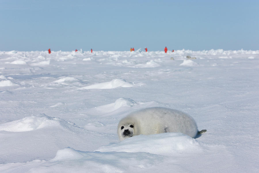 Nature Photograph - Harp Seal Pup On Ice, Iles De La #2 by Keren Su