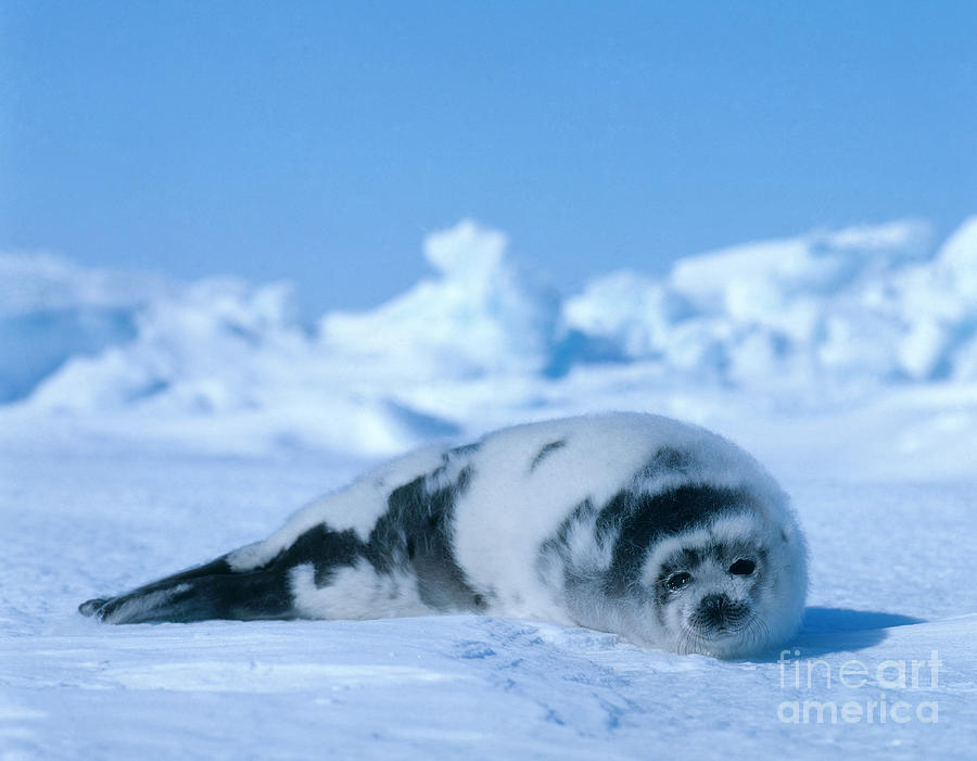 Harp Seals Phoca Groenlandica #2 Photograph by Hans Reinhard