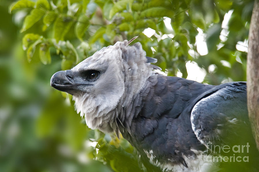 Harpy Eagle #2 Photograph by Mark Newman