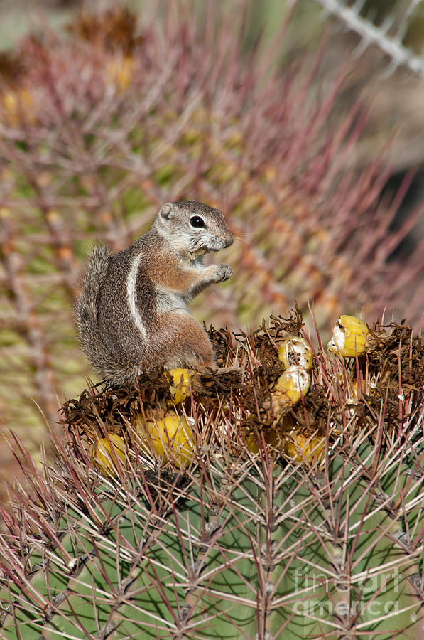 Harriss Antelope Squirrel #2 Photograph by Mark Newman