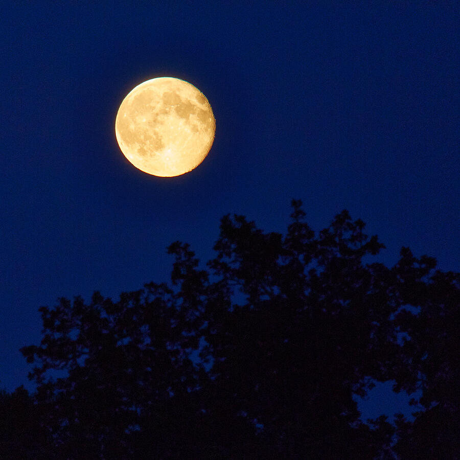 Harvest moon Dark Night Photograph by Jouko Lehto