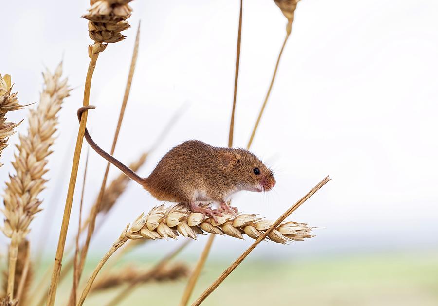 Harvest Mouse On Wheat Photograph by John Devries - Fine Art America