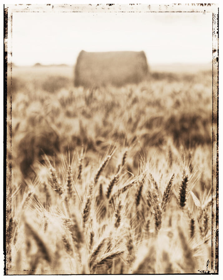 Farm Photograph - Harvest time #2 by Adrian Brockwell