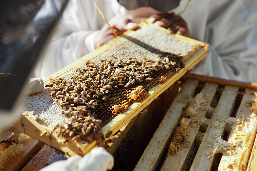 Insects Photograph - Harvesting Honey #2 by Beth Rooney