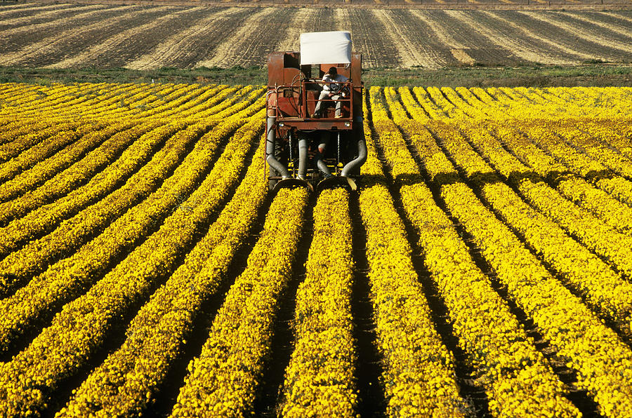 Harvesting Marigold Seeds #2 Photograph by Richard Hansen