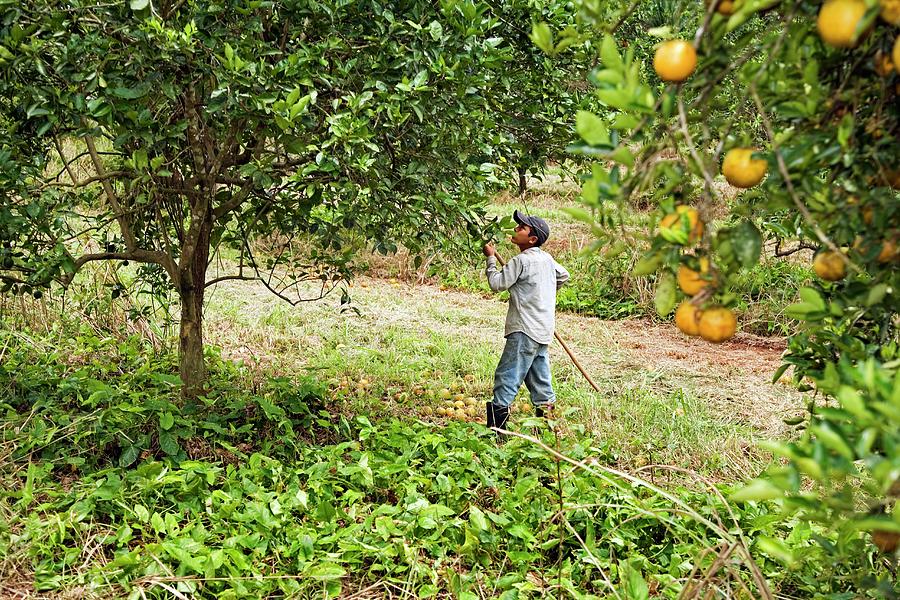 Summer Photograph - Harvesting Oranges #2 by Jim West