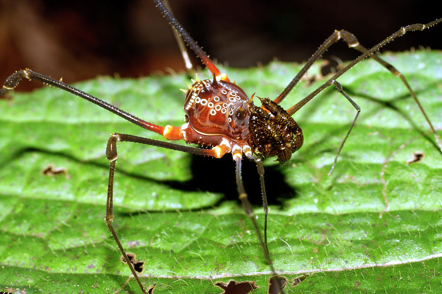 Harvestman #2 Photograph by Dr Morley Read/science Photo Library