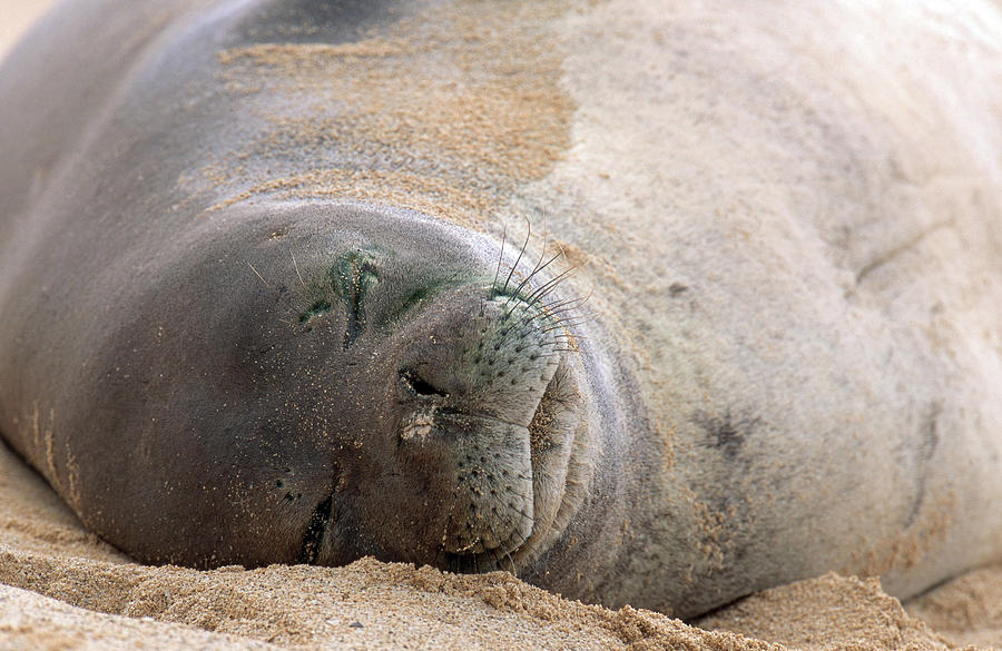 Hawaiian Monk Seal #2 Photograph by Craig K. Lorenz