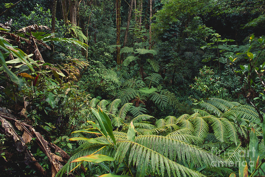 Hawaiian Rainforest #2 Photograph by Art Wolfe