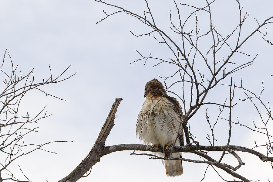 Hawk  #2 Photograph by Peter Lakomy