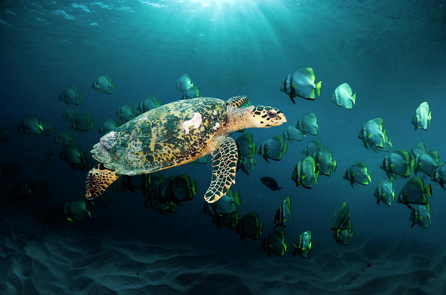 Hawksbill Sea Turtle Photograph by Georgette Douwma