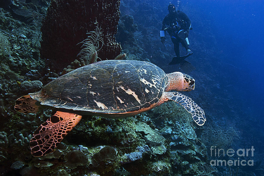 Hawksbill Turtle #8 Photograph by JT Lewis