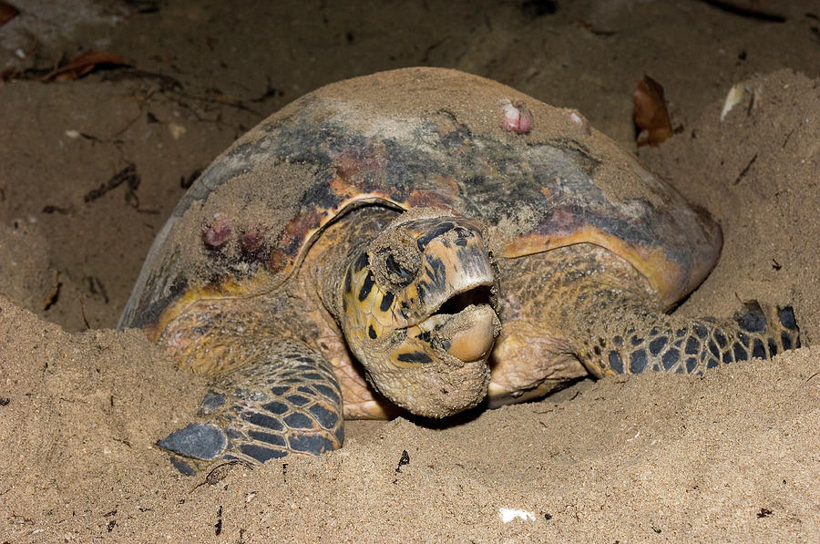 Hawksbill Turtle Photograph by Scubazoo/science Photo Library - Fine ...