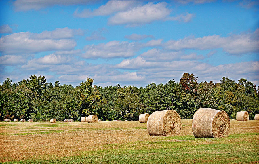 Hay Field #2 Photograph by Linda Brown