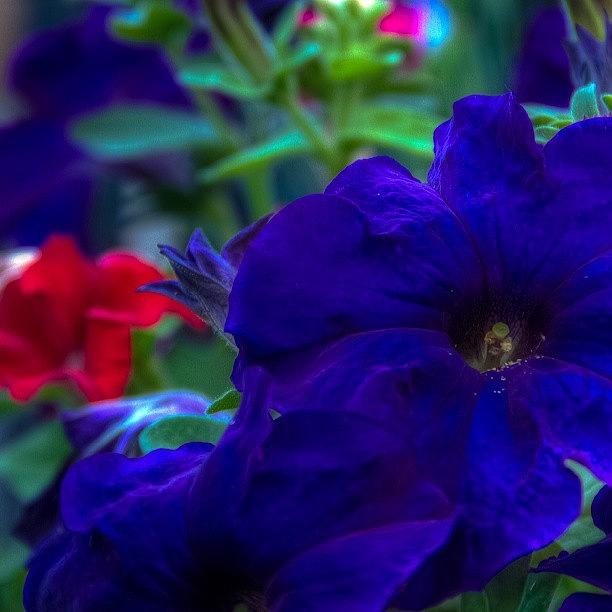 Summer Photograph - #hdr #photography #flowers #garden #2 by Chad Schwartzenberger