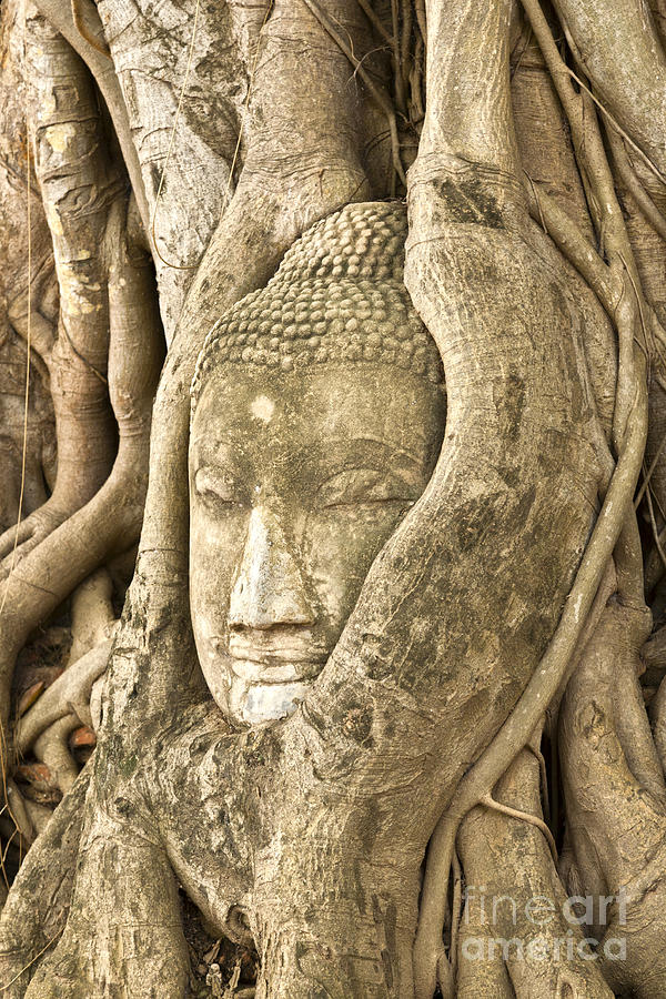 Architecture Photograph - Head of Buddha Ayutthaya Thailand #2 by Colin and Linda McKie