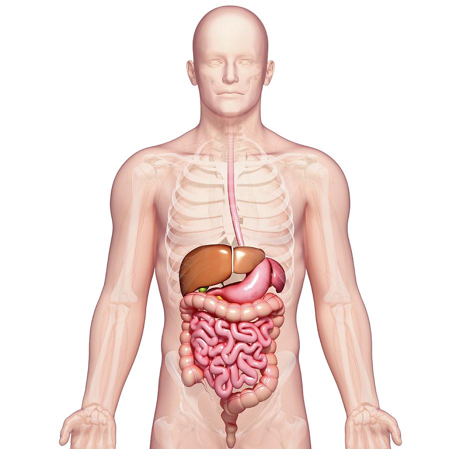 Анатомия человека желудка живота