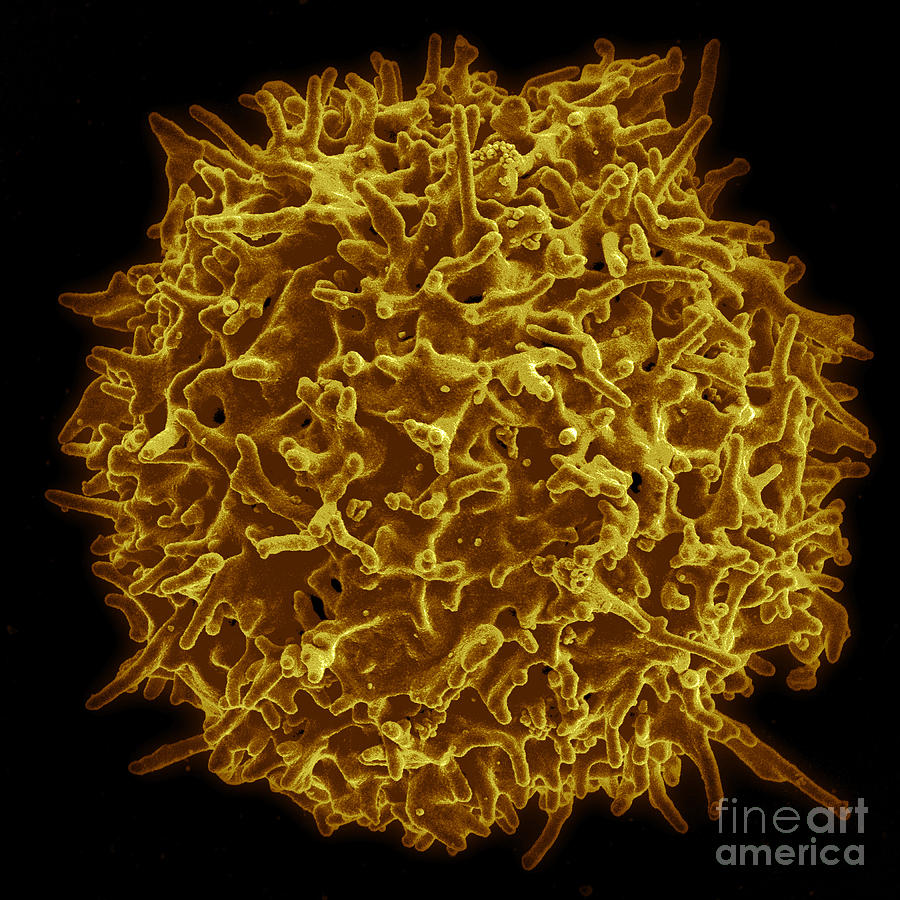Biology Photograph - Healthy Human T Cell, Sem #2 by Science Source