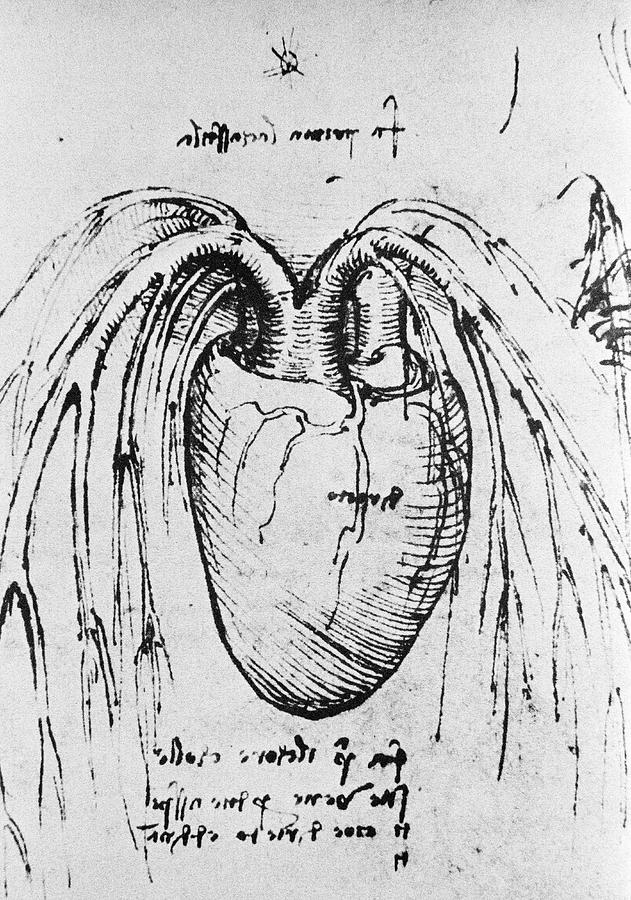 Heart Anatomy #2 Photograph by Science Photo Library