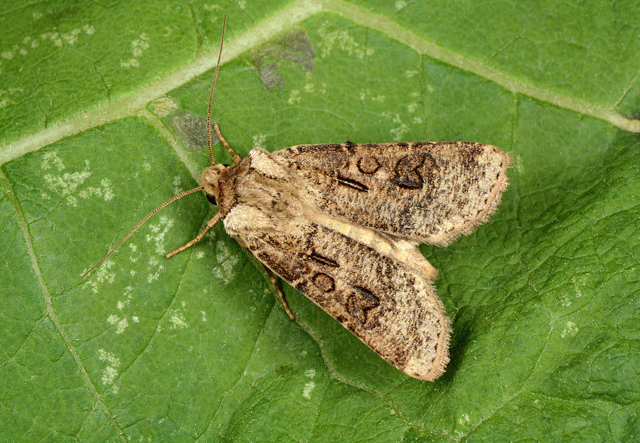 Heart And Club Moth Photograph by Nigel Downer - Pixels