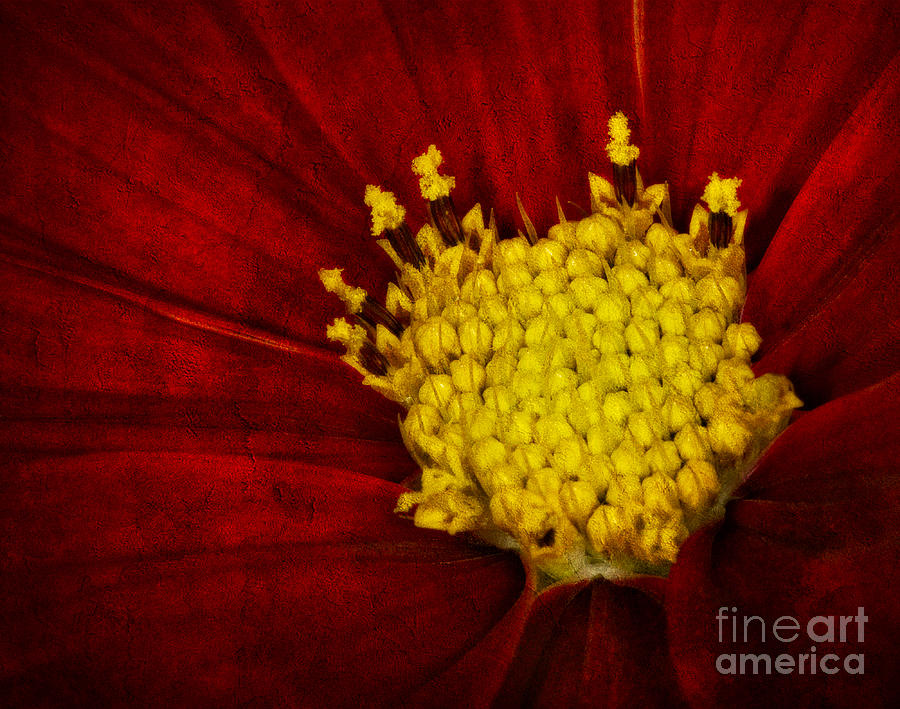 Spring Photograph - Heart of Gold #2 by Susan Candelario