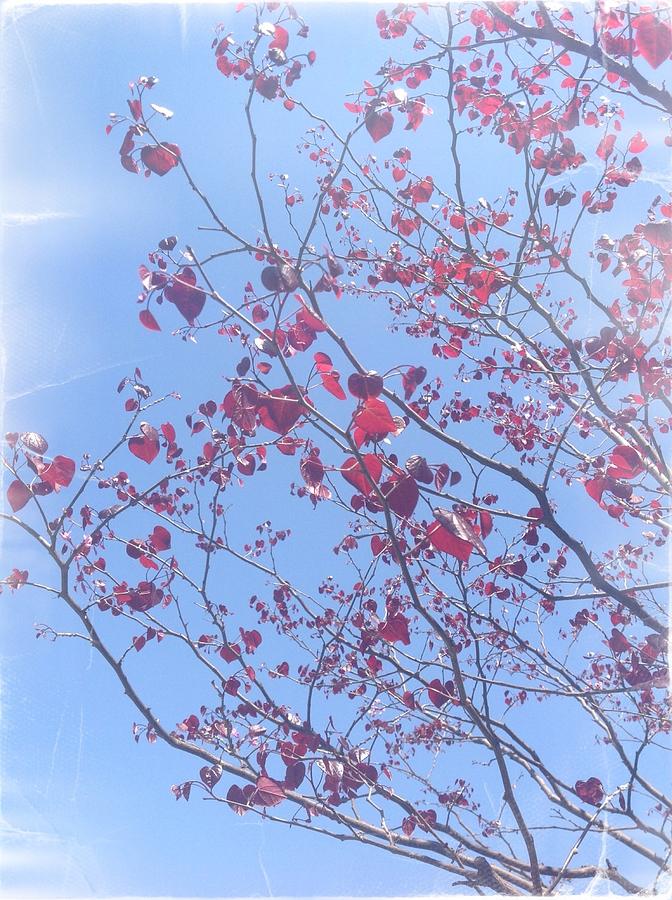 Spring Photograph - Hearts Aplenty #2 by Heidi Smith