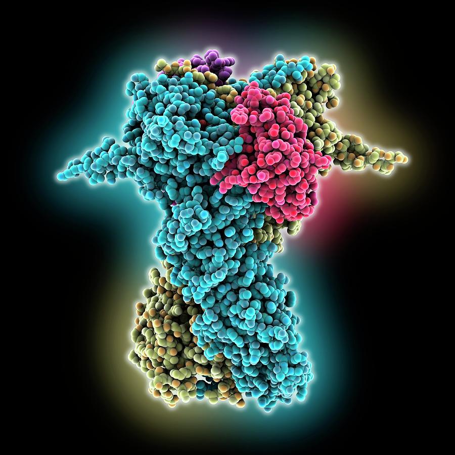 chaperone protein