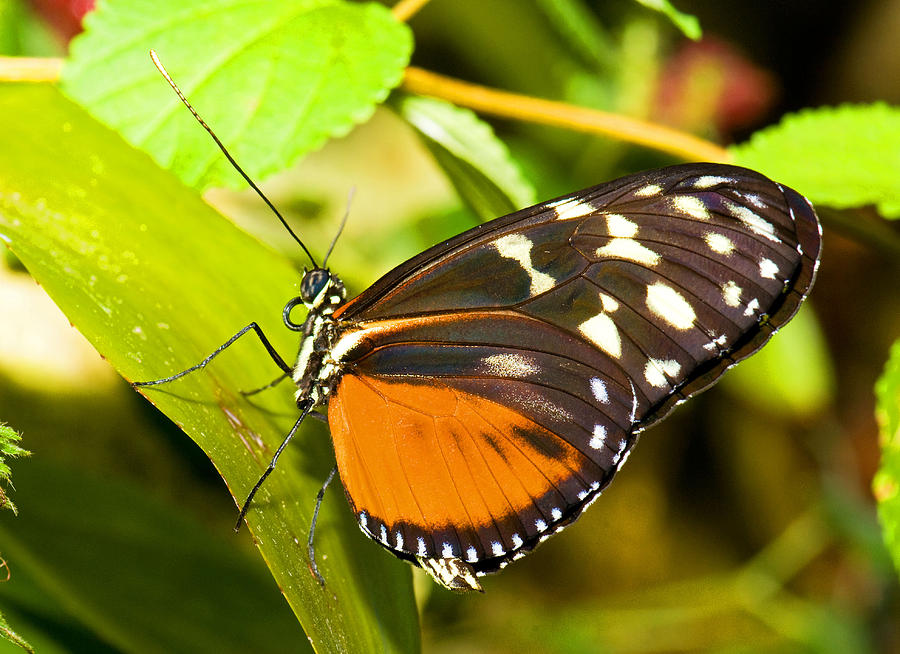 Hecale Longwing Butterfly Photograph by Millard H. Sharp