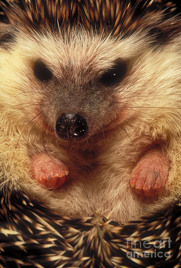 Hedgehog #2 Photograph by Art Wolfe