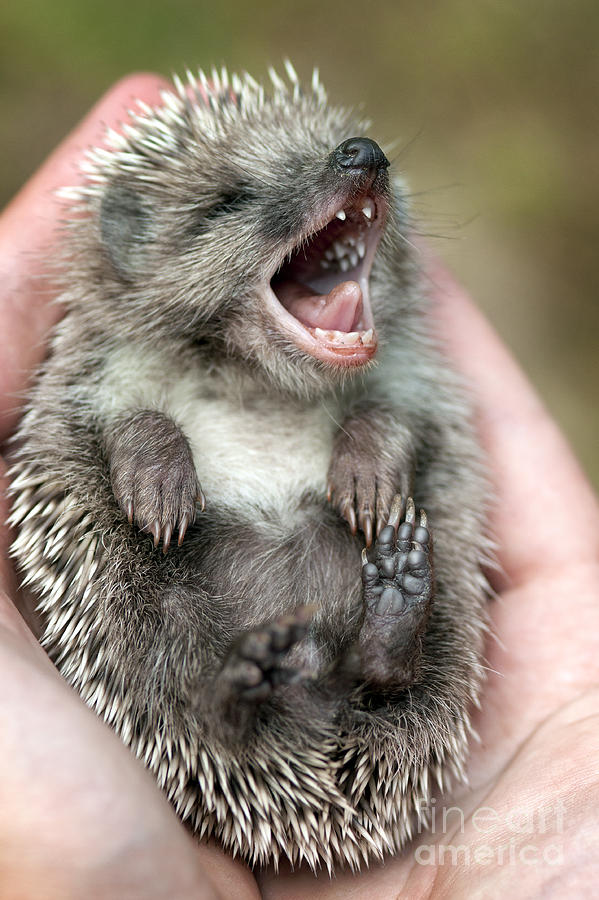 Hedgehog #2 Photograph by Borislav Stefanov