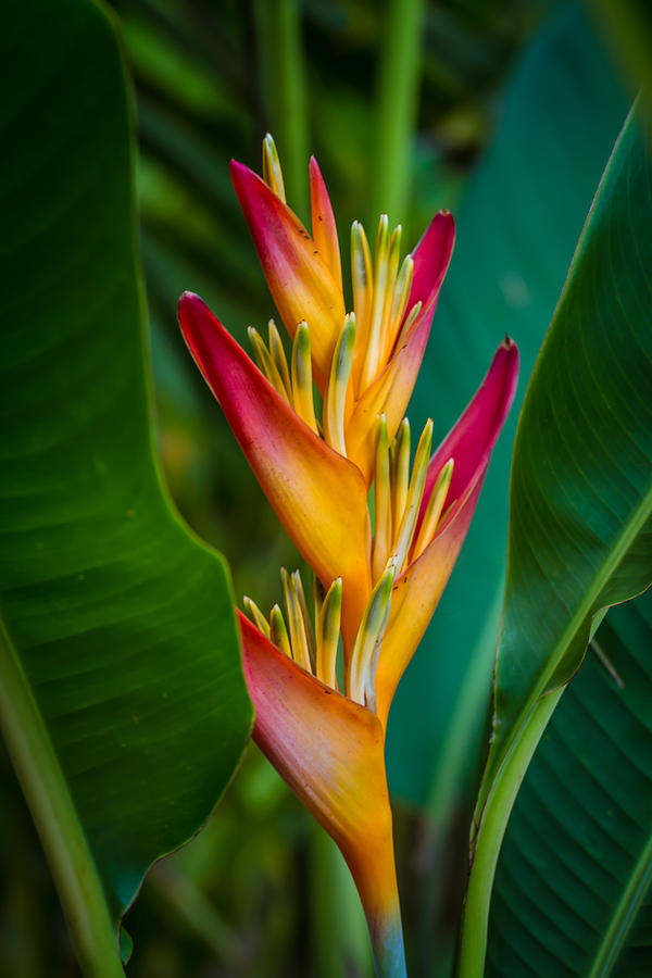 Heliconia #2 Photograph by Roger Mullenhour