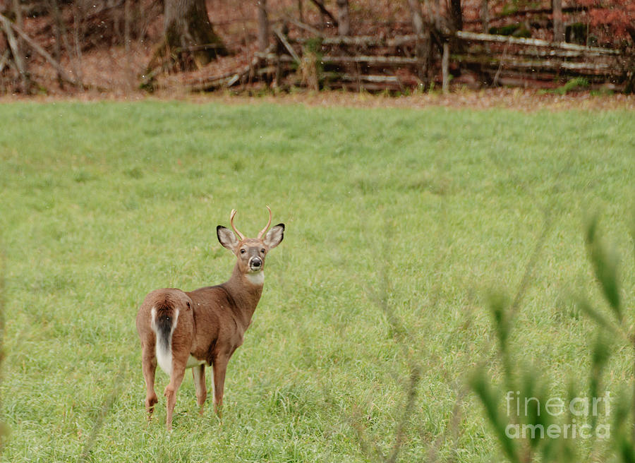 Hello Deer Photograph by Cheryl Baxter