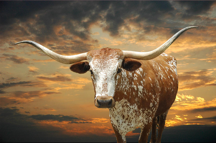 Henly Longhorn #2 Photograph by Robert Anschutz - Fine Art America