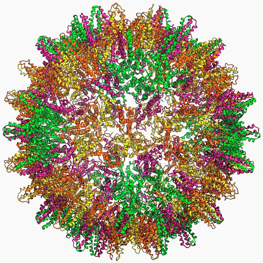 Hepatitis B Virus Capsid Photograph By Laguna Design/science Photo ...