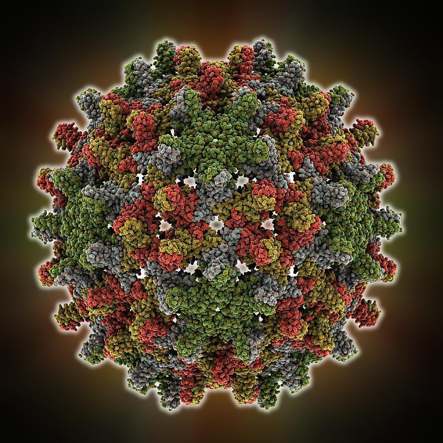 Hepatitis B Virus Capsid, Molcular Model Photograph By Science Photo ...