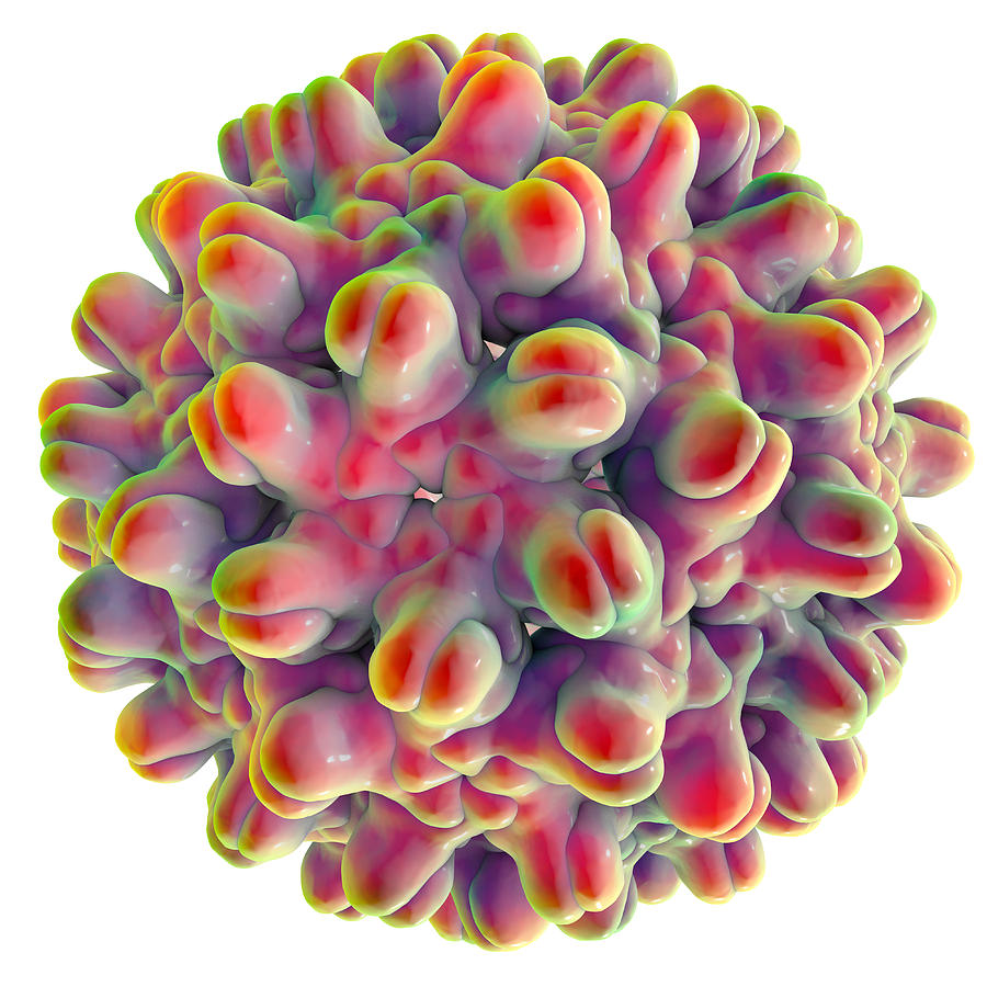 Hepatitis B Virus #2 Photograph By Kateryna Kon - Fine Art America