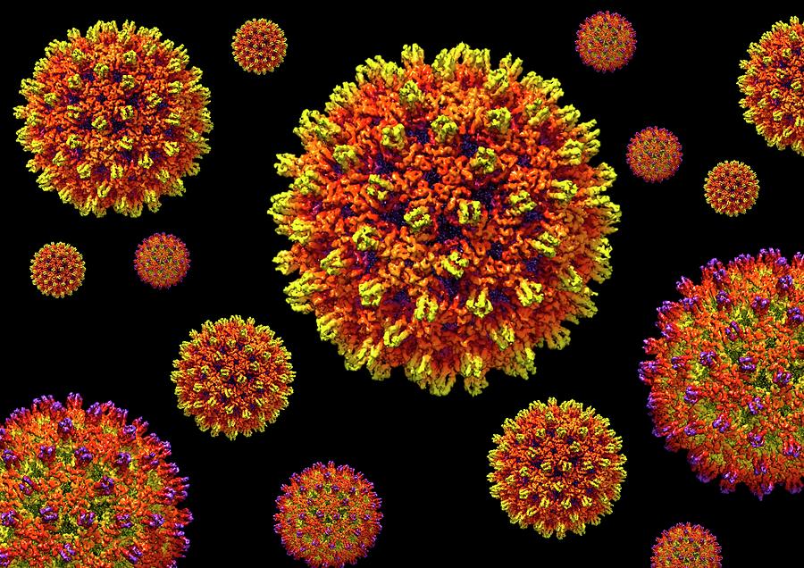 Hepatitis B Virus #2 Photograph by Louise Hughes