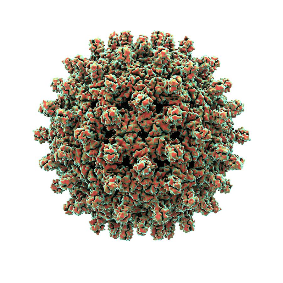 Virus Photograph - Hepatitis B Virus Particle #2 by Animate4.com/science Photo Libary