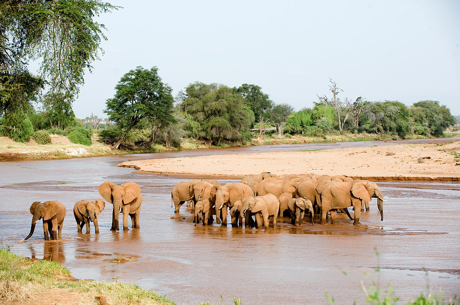 Herd Of African Elephants Loxodonta #2 Photograph by Panoramic Images ...