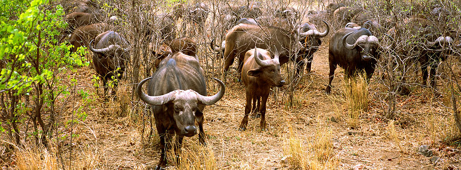 Buffalo Photograph - Herd Of Cape Buffaloes Syncerus Caffer #2 by Panoramic Images