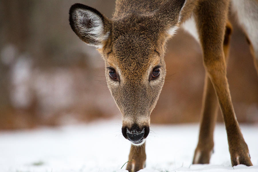 Deer Photograph - Heres Looking At You #1 by Karol Livote