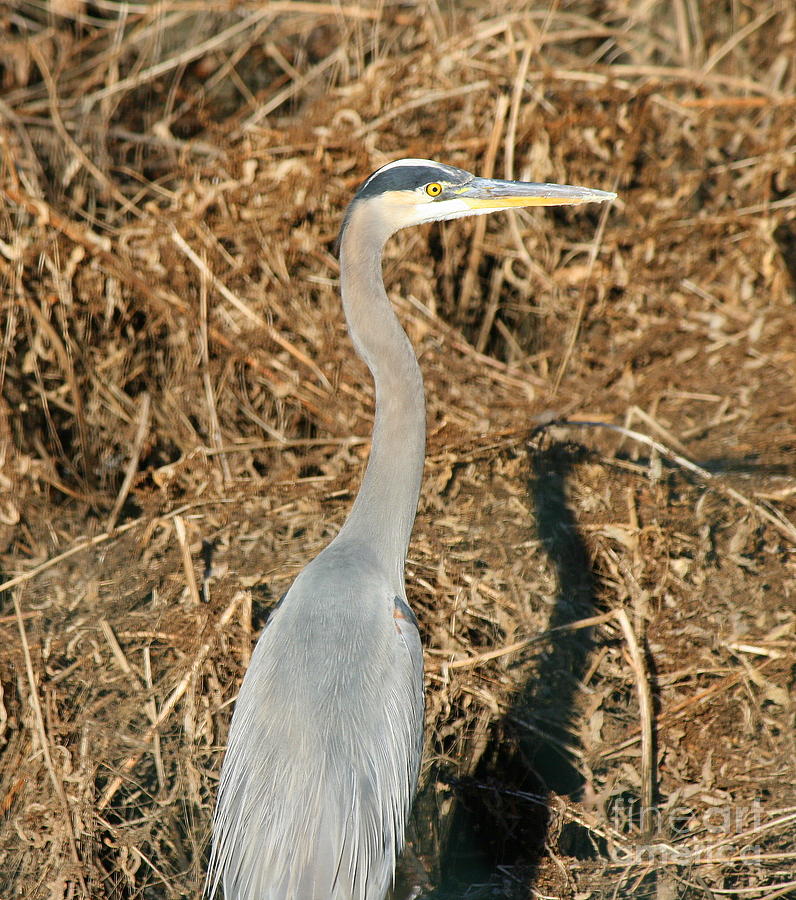 Heron in Shadow Photograph by Neal Eslinger